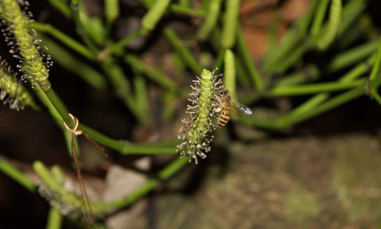 سرقت زنبور عسل نمایی از ریشه های تکاملی گل ها را ارائه می دهد