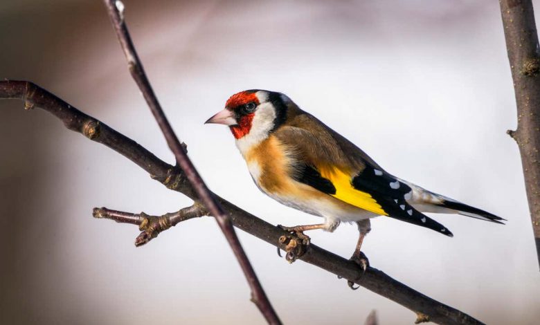 مسابقه: آیا می توانید این پرندگان انگلیسی را با آهنگ های آنها شناسایی کنید؟