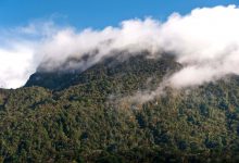 معاهده صلح کلمبیا به طور تصادفی باعث افزایش جنگل زدایی می شود