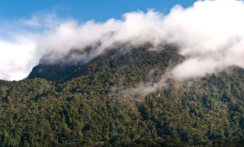 معاهده صلح کلمبیا به طور تصادفی باعث افزایش جنگل زدایی می شود