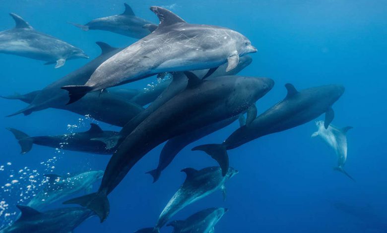 پیام های محرمانه را می توان در زیر آب در مکالمات نهنگ ها و دلفین ها پنهان کرد