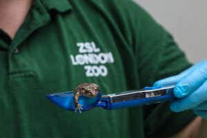 Anar Arvarson یک قورباغه مقیاس پذیر را در باغ وحش ZSL لندن (c) ZSL وزن می کند