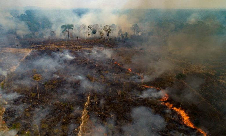 آتش سوزی آمازون تقریباً همه گونه های در حال انقراض این منطقه را تحت تأثیر قرار داده است