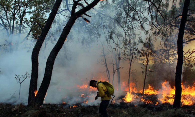 آلودگی ناشی از آتش سوزی جنگل ها منجر به مرگ حداقل 33000 نفر در سراسر جهان شده است