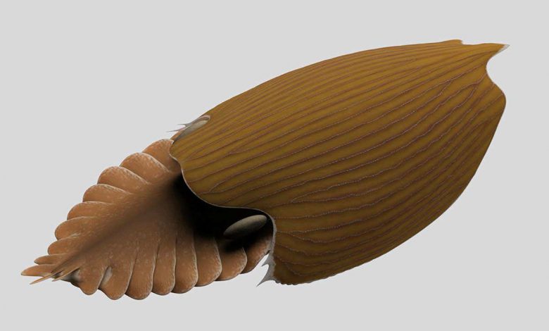این شکارچی نیم متر طول 500 میلیون سال پیش غول دریاها بود