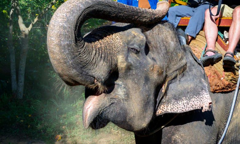 رفاه حیوانات: بیشتر فیل هایی که در گردشگری تایلند استفاده می شوند از تیک رنج می برند