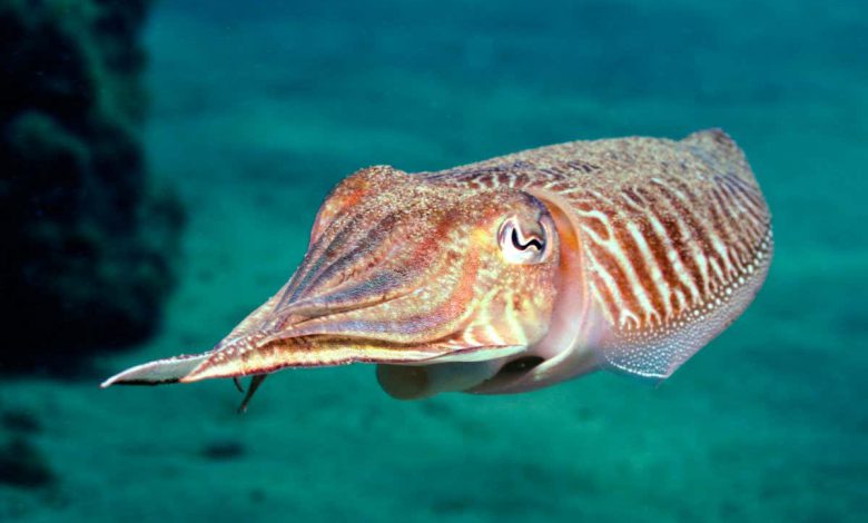 مهاجرت ماهی مرکب در دفاع را با دقت مشاهده کنید