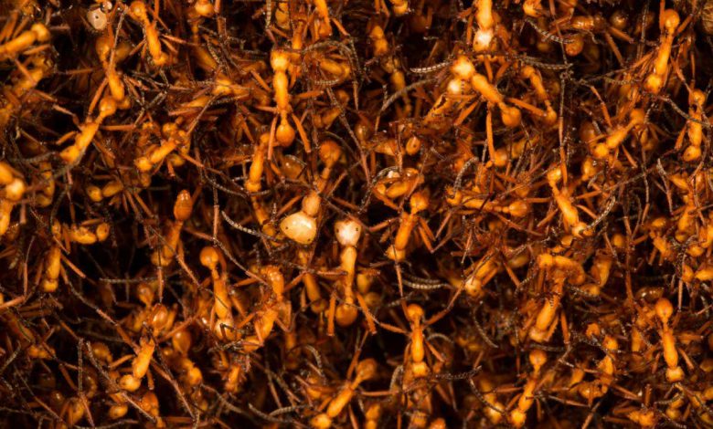 مورچه های ارتش هنگام حمله به لانه حشرات از پایگاه های موقت برای ذخیره مواد غذایی استفاده می کنند