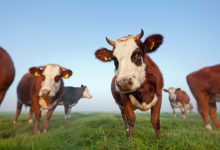 گاوها برای کاهش انتشار گازهای گلخانه ای آموزش دیده اند