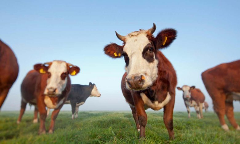 گاوها برای کاهش انتشار گازهای گلخانه ای آموزش دیده اند