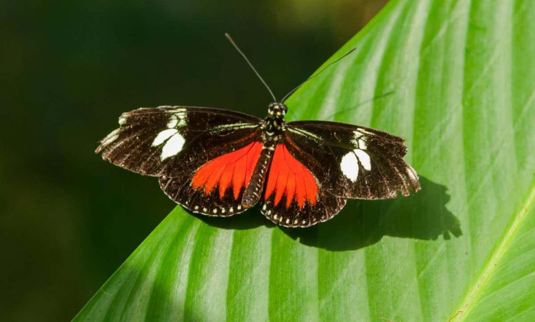 دید ماوراء بنفش: پروانه های قرمز پستچی زن دو رنگ از اشعه ماوراء بنفش را مشاهده می کنند