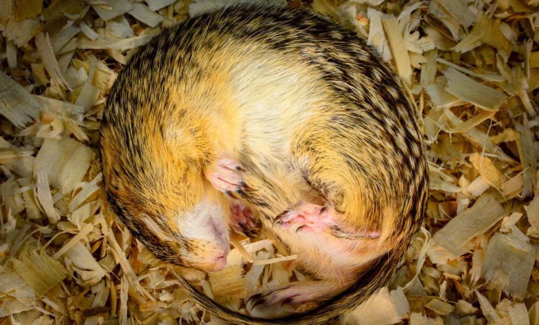خواب زمستانی: سنجاب های زمینی خفته ادرار را بازیافت می کنند تا ماهیچه های خود را حفظ کنند