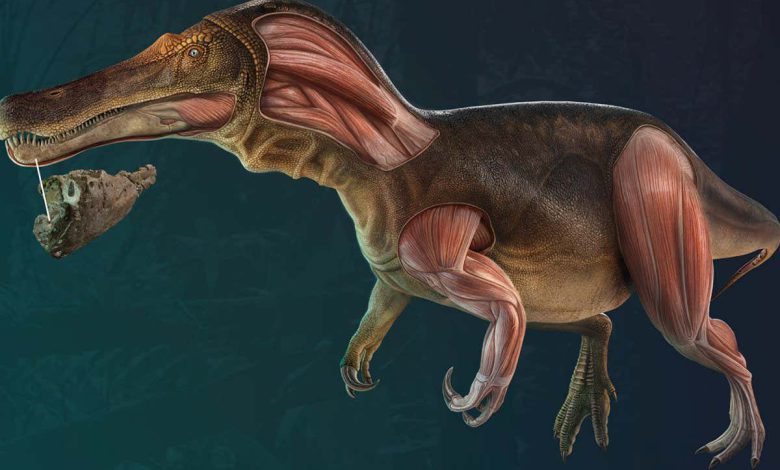 دایناسور جدید: گونه ها دارای دندان هایی هستند که دائماً جایگزین می شوند