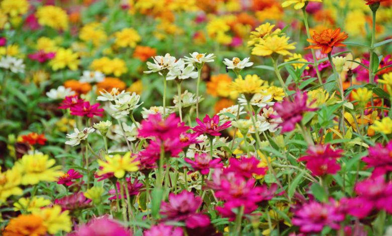 ژنومیک گیاهان: پایگاه داده عظیمی از بیش از 9000 گونه از گیاهان گلدار
