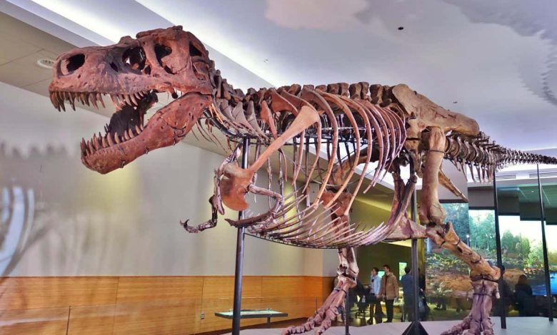 Tyrannosaurus Rex ممکن است در واقع سه گونه مجزا بوده باشد