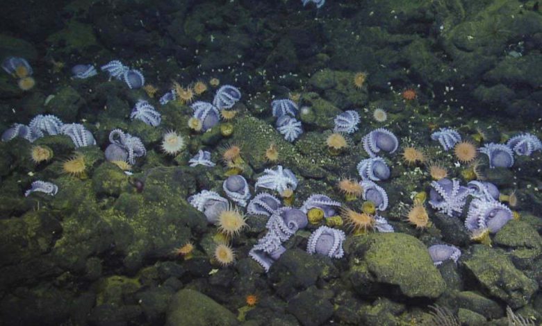 اختاپوس ها در یک مکان گرم در اعماق دریا جمع می شوند، زیرا آنها خروج تخم ها را تسریع می کنند.