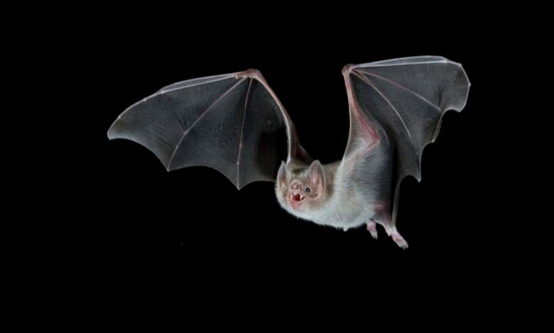خفاش های خون آشام با ریختن ژن های زیادی برای نوشیدن خون سازگار شده اند