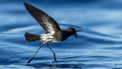 پترل ها: گونه های پرندگان دریایی کشف شده توسط علم در سال جاری ممکن است در خطر انقراض قرار گیرند