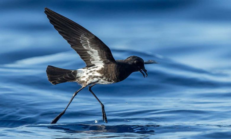 پترل ها: گونه های پرندگان دریایی کشف شده توسط علم در سال جاری ممکن است در خطر انقراض قرار گیرند