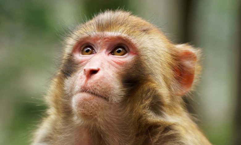 حس درونی: میمون‌ها می‌توانند مانند انسان‌ها ضربان قلب خود را احساس کنند.