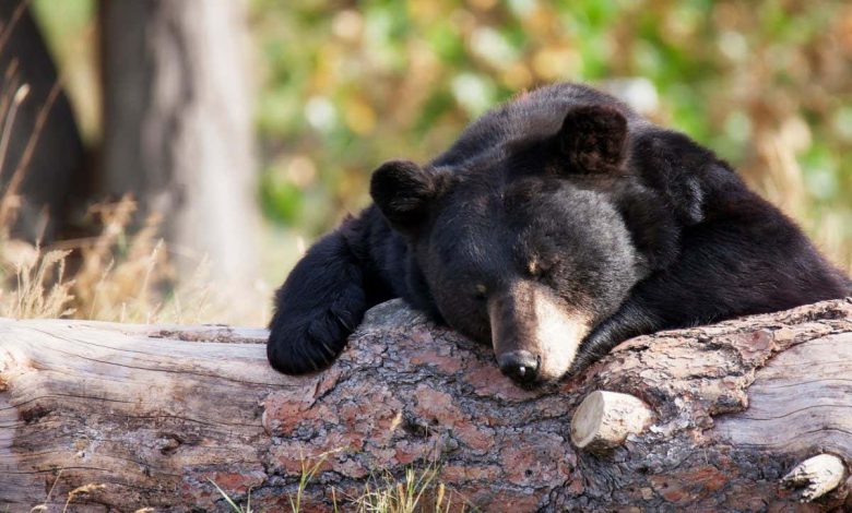خواب زمستانی: خفاش ها و خرس ها هنگام خواب زمستانی به میزان یکسان در هر گرم انرژی مصرف می کنند