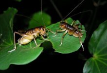 رفتار حیوان: حشرات ماده دارای دو دسته اندام تناسلی هستند و اسپرم نر را می خورند.