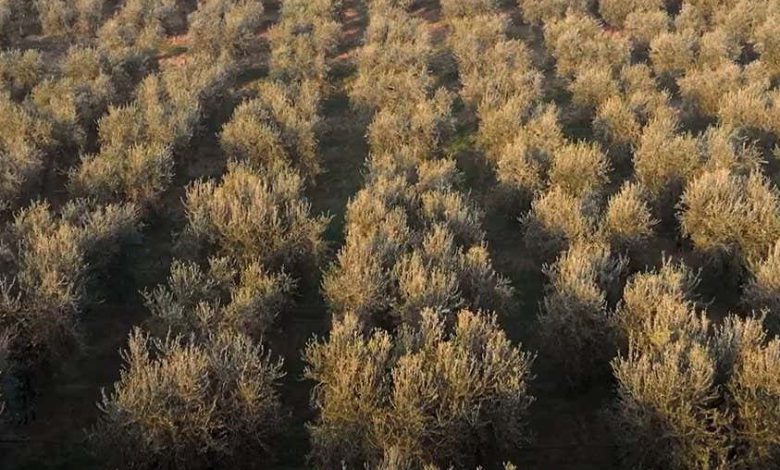 پهپادها با حسگرهای پیشرفته بیماری‌های درختان زیتون ایتالیایی ناشی از Xylella fastidiosa را ردیابی می‌کنند.