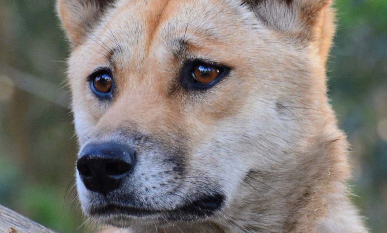 ژنوم دینگو نشان می دهد که نماد استرالیایی از نسل سگ های خانگی نیست