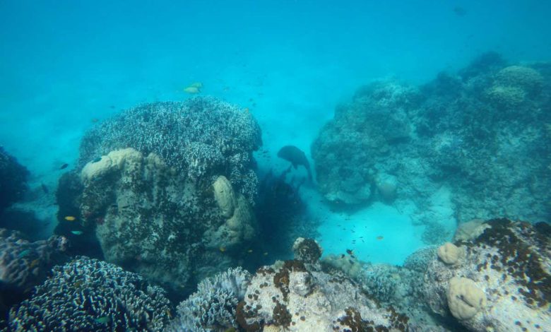 Great Barrier Reef: قایق های پر سر و صدا بر فراز صخره ها عمر کوتاهی را برای ماهی سپری می کنند