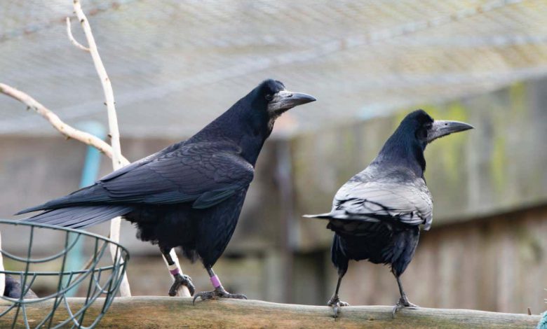 بسته شدن آزمایشگاه کمبریج کوروید، پرندگان هوشمند را مجبور به یافتن خانه های جدید می کند