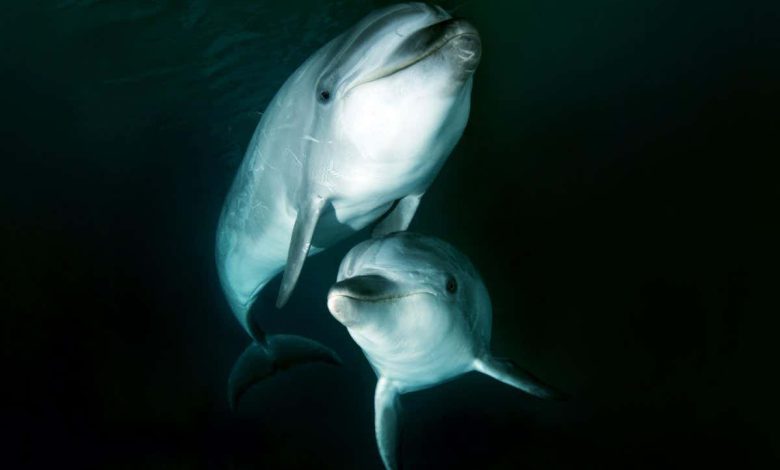 دلفین ها می توانند با چشیدن ادرار خود دوست شوند