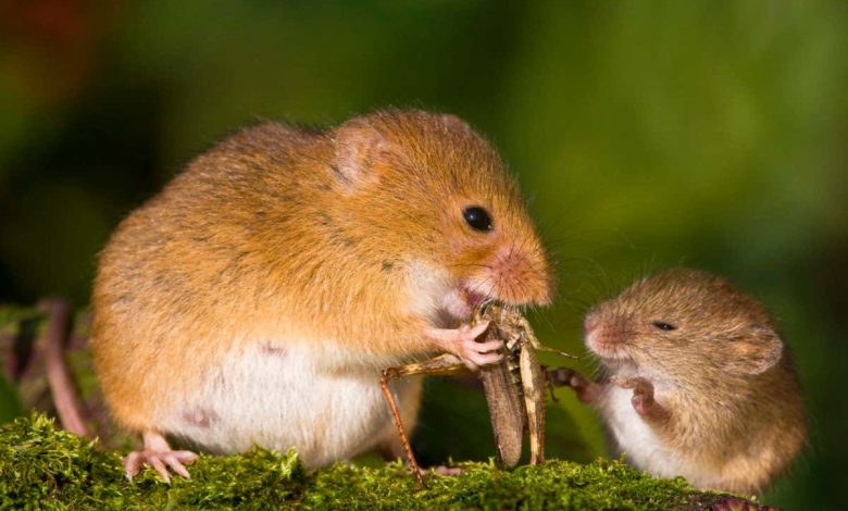 رفتار حیوانات: موش‌های ماده هنگام بارداری ادراری با بوی موز ترشح می‌کنند تا از نرها جلوگیری کنند.