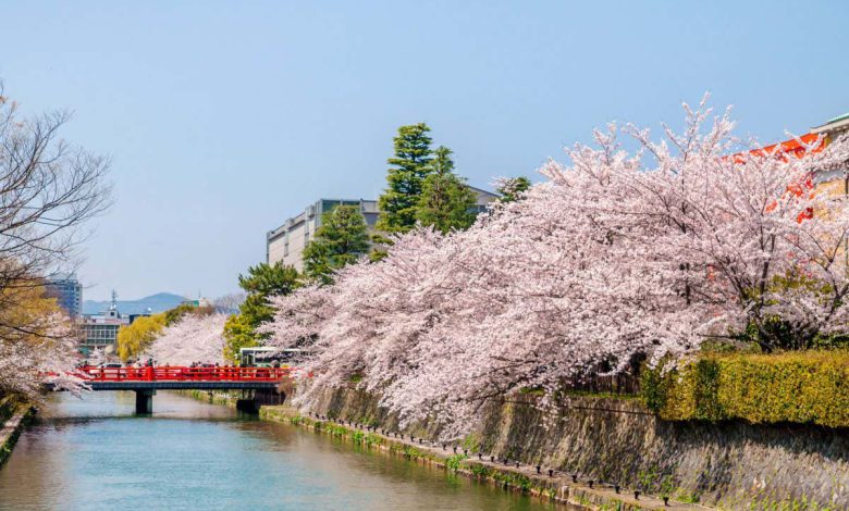 شکوفه های گیلاس در کیوتو به دلیل تغییرات آب و هوایی زود شکوفا می شوند
