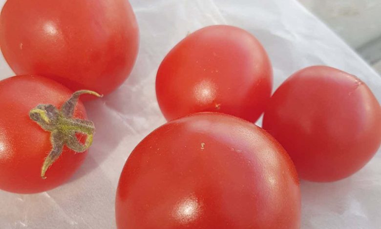 گوجه فرنگی اصلاح شده ژنتیکی منبع گیاهی جدیدی از ویتامین D است