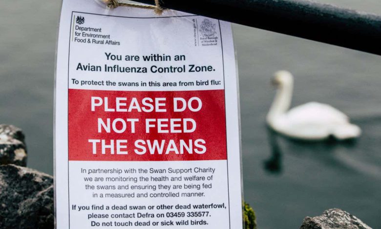 آنفولانزای پرندگان: پروژه تحقیقاتی بریتانیا برای حفاظت از طیور و پرندگان دریایی راه اندازی شد