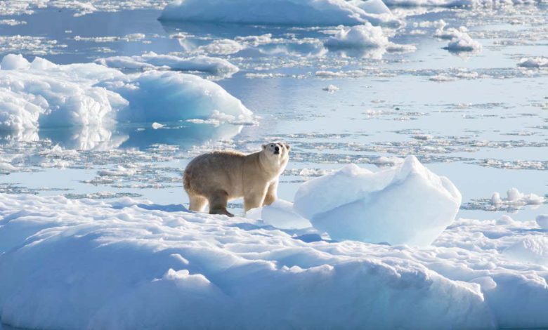 خرس‌های قطبی گرینلند برای شکار توسط یخ‌های آب شیرین در واکنش به از بین رفتن یخ دریا ناشی از تغییرات آب و هوایی سازگار شده‌اند.