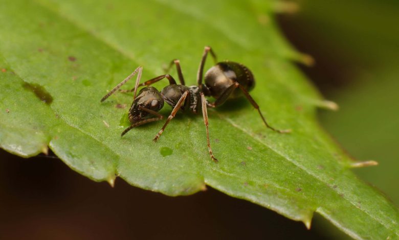سرطان: مورچه ها برای بوییدن مواد شیمیایی تومور در ادرار موش های بیمار آموزش دیدند
