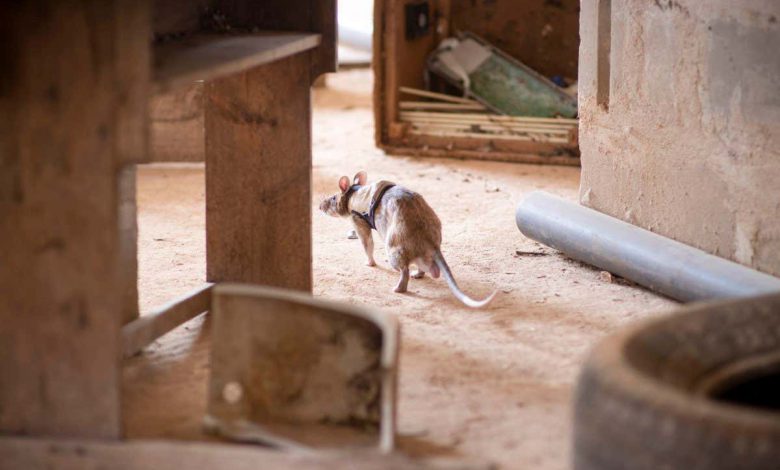موش های کوله گرد می توانند ماموریت های جستجو و نجات را در سال آینده آغاز کنند