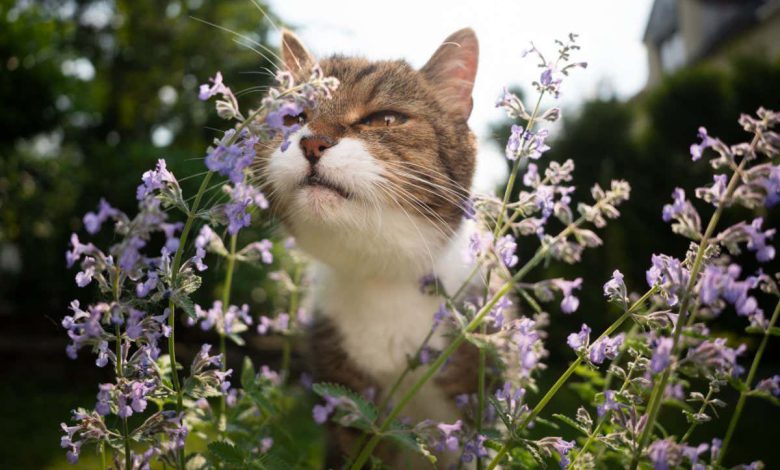 هنگامی که گربه ها نیش را می جوند، مواد شیمیایی دافع پشه آزاد می کنند