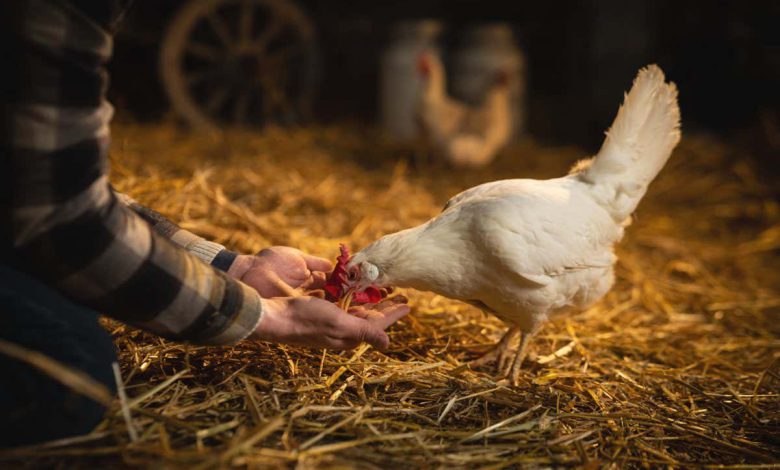 هوش مصنوعی که تماس های ناراحتی مرغ را تشخیص می دهد می تواند شرایط مزرعه را بهبود بخشد