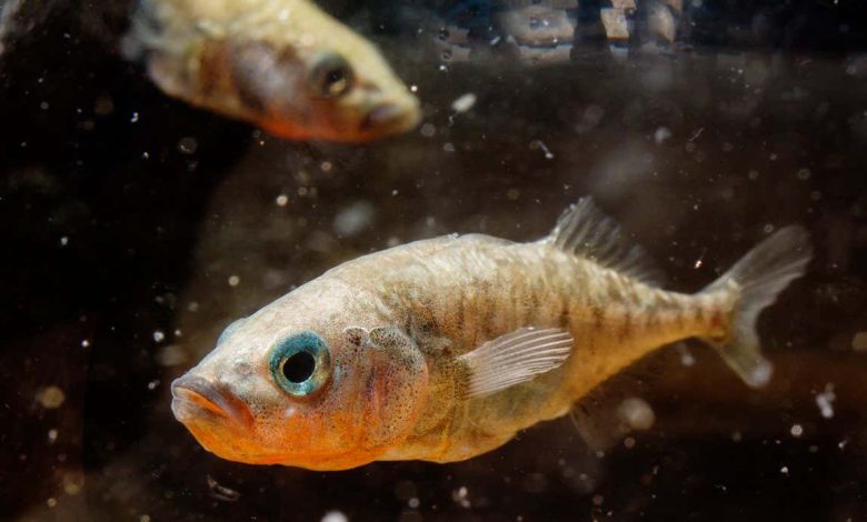 استیک بک ممکن است اطلاعات به دست آمده از ماهی های دیگر را به فرزندان منتقل کند