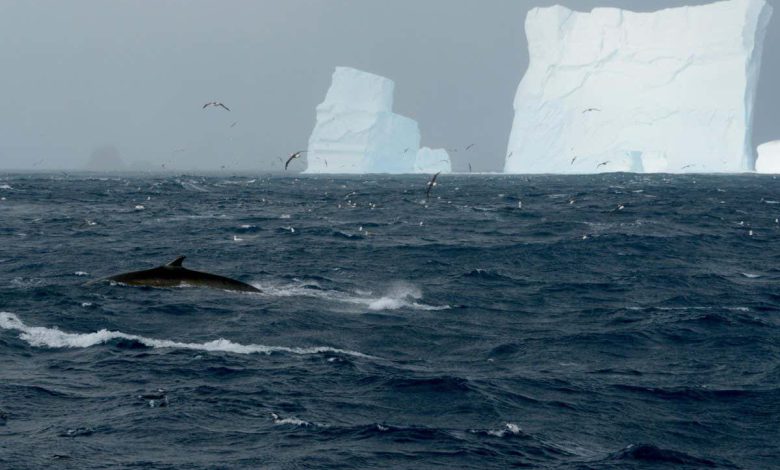 نهنگ های باله جنوبی به تعداد زیادی در قطب جنوب بهبود یافته اند