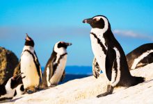 پنگوئن ها لهجه های خود را طوری تطبیق می دهند که بیشتر شبیه دوستانشان باشد