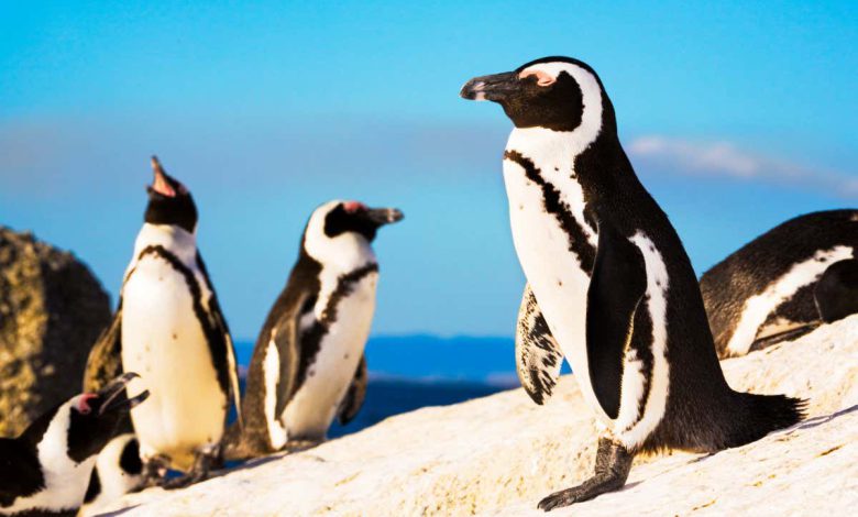پنگوئن ها لهجه های خود را طوری تطبیق می دهند که بیشتر شبیه دوستانشان باشد