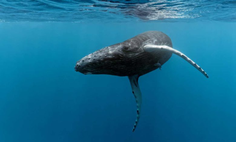 آواز نهنگ ها را می توان بین گروه هایی با فاصله تقریباً 8000 کیلومتری پخش کرد