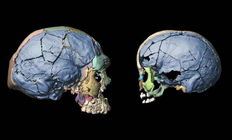 تکامل انسان: شکل مغز در 160000 سال گذشته به سختی تغییر کرده است.