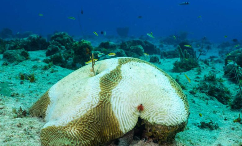 دانشمندان برای جلوگیری از بیماری های مرجانی، صخره های مرجانی را با آنتی بیوتیک رنگ آمیزی می کنند