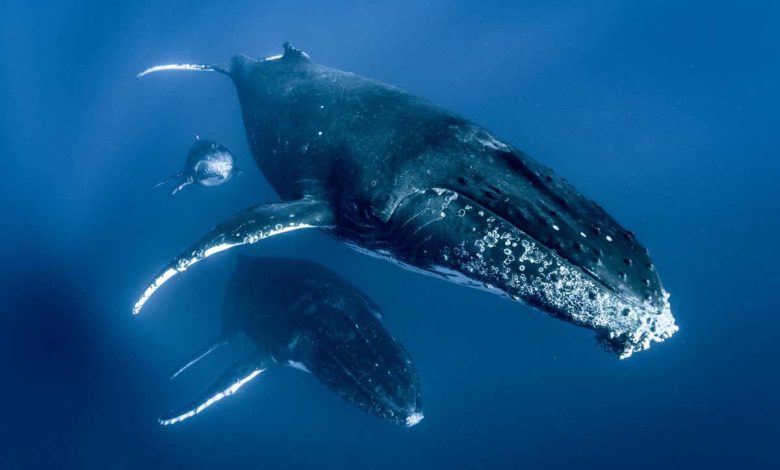 شبکه رگ های خونی به محافظت از مغز نهنگ ها در هنگام شنا کمک می کند