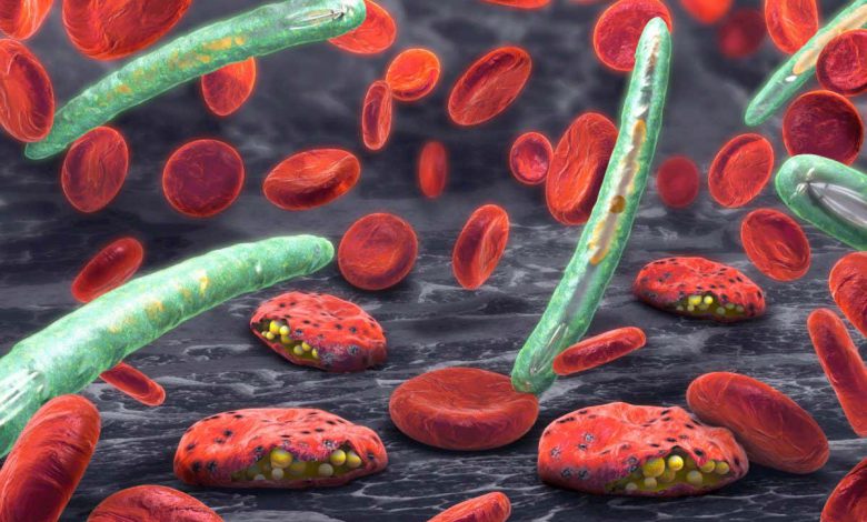 مالاریا: میکروبیوم روده ممکن است بر شدت بیماری تأثیر بگذارد