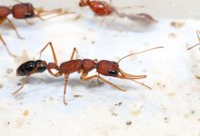 پروتئین مسدود کننده انسولین ممکن است راز طول عمر ملکه مورچه باشد